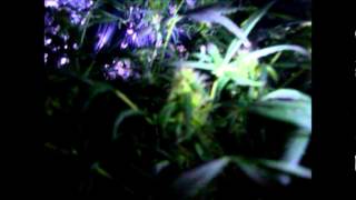 Night Shots