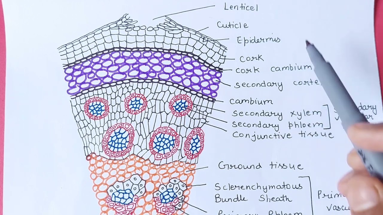 Anomalous secondary growth in Dracaena stem | t.s. of dracaena stem