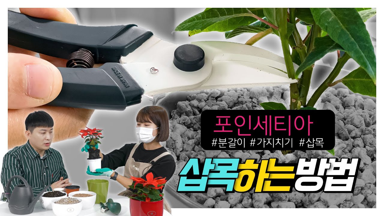초본류식물 분갈이방법 가지치기방법 삽목방법