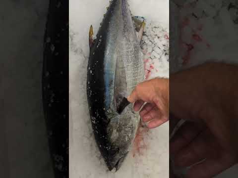 Video: Er gulfinnet og ahi-tunfisk det samme?
