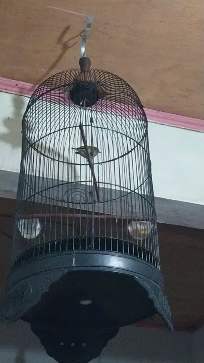 pancingan pleci betina ngalas cocok buat pancingan pleci jantan