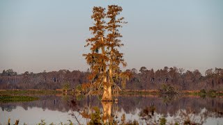 Nature Photography of 2022 At Circle B