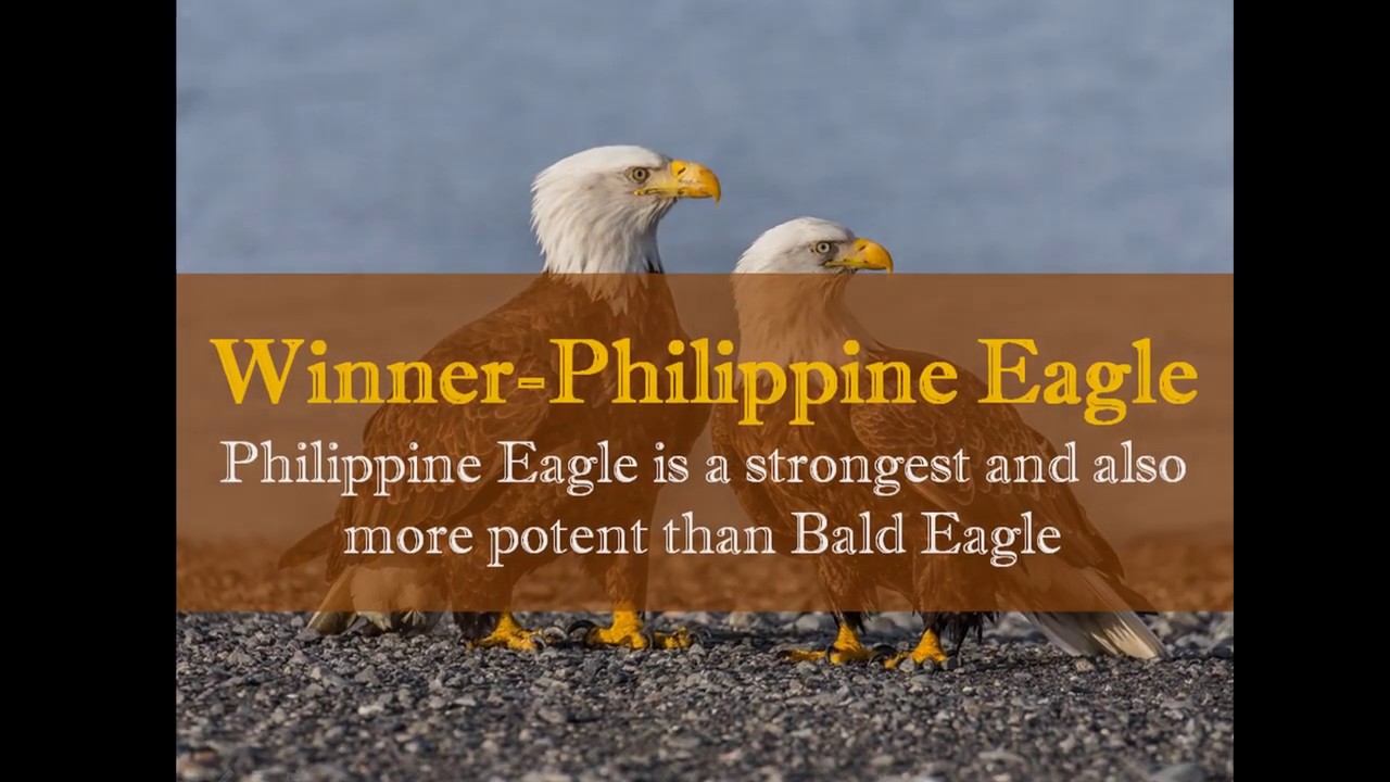 ТОП 10 Philippine eagle vs Bald eagle fight comparison and difference