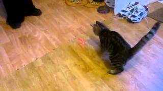 Kitten goes nuts on lazor light funny