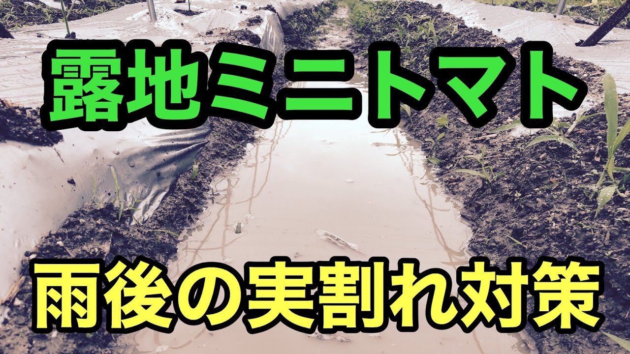 露地ミニトマト 雨後の実割れ対策 Youtube