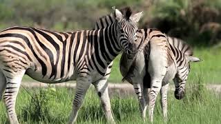 Tembe Elephant Park & Lodge