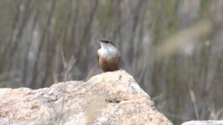 Canyon Wren