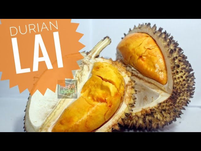 Durian Lai - 1st time makan #durian jenis ni. class=