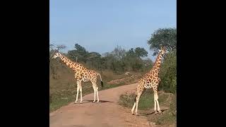 giraffes at lake Mburo Uganda. safari with Uganda lodge