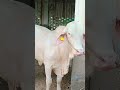 Son of Geo 44 bull #viralvideo #viralshort #bull #bullfarming #livestock #unfrezzmyaccount #pakistan