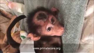 Will She Survive? Baby Monkey Hit By Car, Having Seizures #EleanorBabyBaboonSurvivor