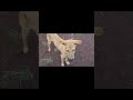 Dog asking food | Z+ security in our farmhouse | ChitguppaVloger #chitguppa #dog