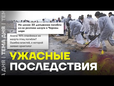 Мазут убивает дельфинов
