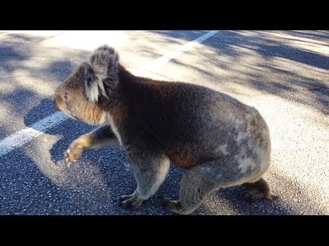 koala-on-a-gum-crawl-(makes-a-scary-noise)