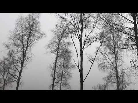 Willow or Marsh Tit call