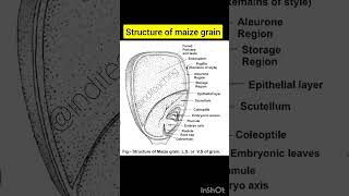 internal structure of maize seed/grain | neet biology | class 11th biology | @inditeaching Wealth