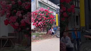 🌹🌹 Rose Tree — Packed for Shipment #flowers #gift #beauty #garden #florist #roses #rose #fyp