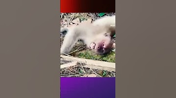 Khỉ Con Trêu Đùa Rắn Độc Và Cái Kết Đau Lòng #thothuitv