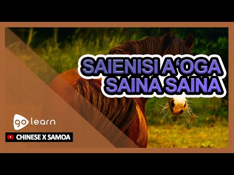 Saienisi Aʻoga Saina Saina | Golearn