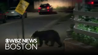 There's a black bear wandering around Worcester. An expert explains why.