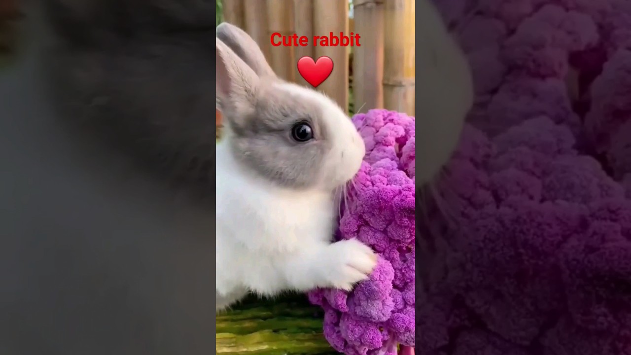 Increase Your Revenue with cute rabbit fruits eating❤️