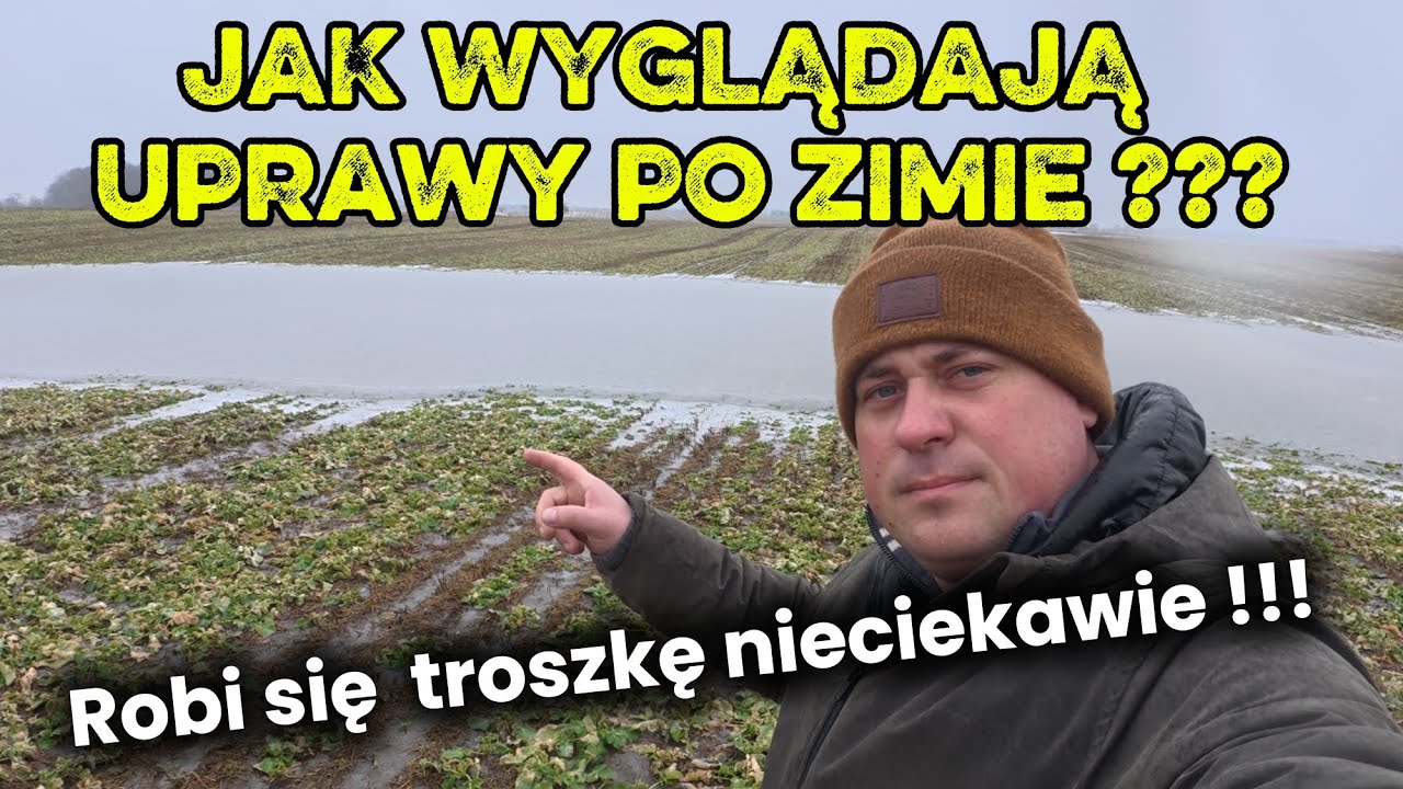 SYTUACJA NA POLACH NIE WYGLĄDA DOBRZE !!! SPRAWDZAM JAK PRZEZIMOWAŁY NASZE UPRAWY.