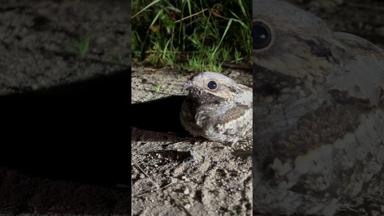 Как шипит козодой😳 