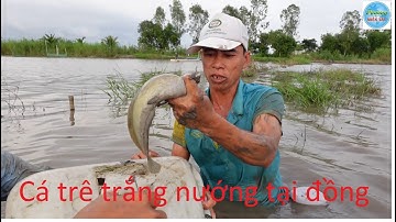 713 | Thụt hang bắt cá nướng ăn tại đồng | Fishing
