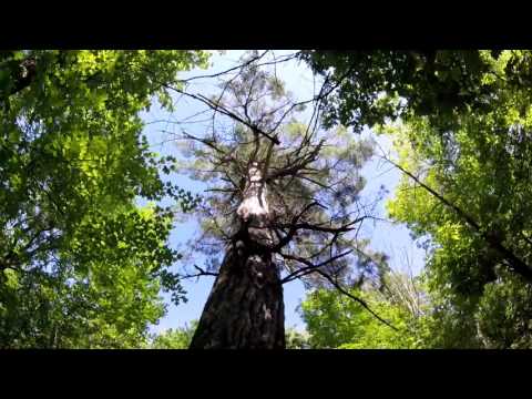 Largest White Pine Tree, Itasca State Park, Minnesota (Trip 1 Vid 17) United States