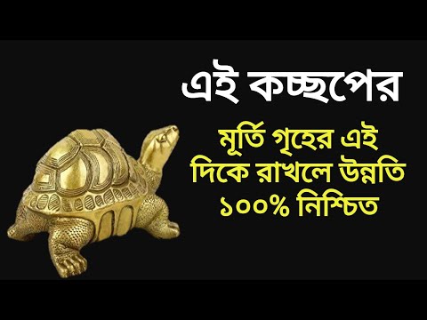 ভিডিও: ঘরে কীভাবে সামুদ্রিক কচ্ছপ রাখবেন