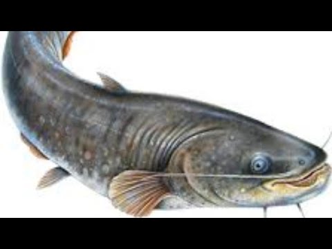 FASSARAR MAFARKIN KIFI 