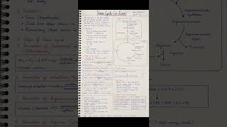 Urea Cycle — The Liver’s Detox Pathway #notes #biology #neet #excretion #biologicalprocess