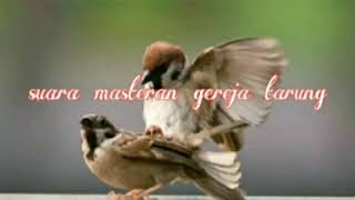Kicau prenjak tarung ngebren untuk masteran