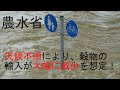 農水省は小麦や大豆の輸入が大幅に減少するシュミレーションを済ませていた。と言う事は・・・？