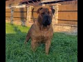 Boerboel vs cane corso play football