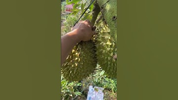 #Vietnamese #Durian #Fruits Lets try this fruit in Vietnam