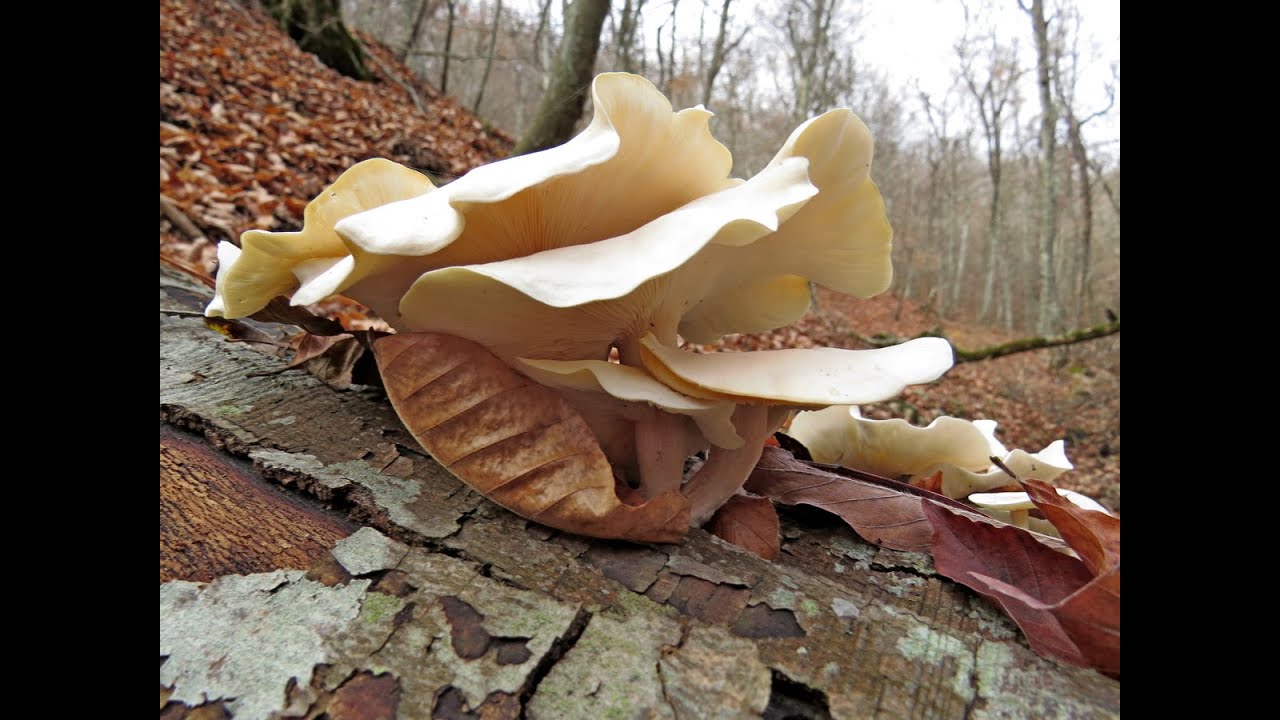 Грибной ноябрь в Кизилташском лесу