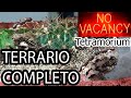 Mudanza a la Ultima Isla del MEGAVIVARIO (Hormigas Tetramorium Caespitum en Terrario)