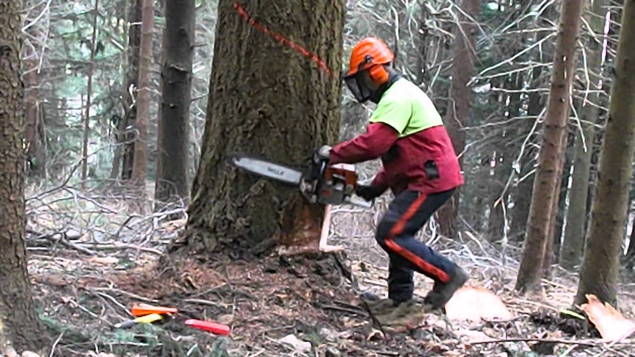 Tree felling in the Black Forest, Germany - YouTube