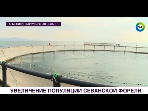 Video: Sevan-forel: habitat, beskrywing, foto