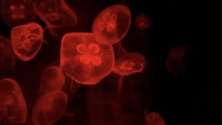 Deep Red Jellyfish Aquarium | Soothing Sleep Music [10 Hours] screenshot 5
