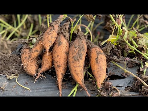 Video: 11 Geweldige Gezondheidsvoordelen Van Zoete Aardappelsap