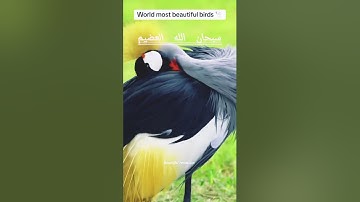 والتين والزيتون 😯/سورة التين والقلم و الضحى/إبداع #تلاوة-خاشعه# استمع🎧أرح قلبك#قران كريم