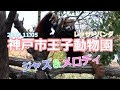 神戸市王子動物園 ジャズ メロディ(レッサーパンダ)