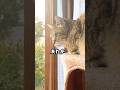 庭に来た野良猫に今までと違う行動する元野良猫に驚いた #元野良猫 #野良猫 #猫のいる暮らし