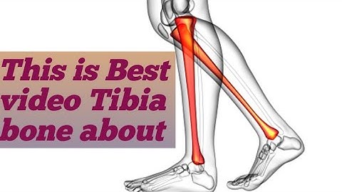 this is Best video Tibia bone details,  #Tibia #tibial bone #what is tibia bone #bone about