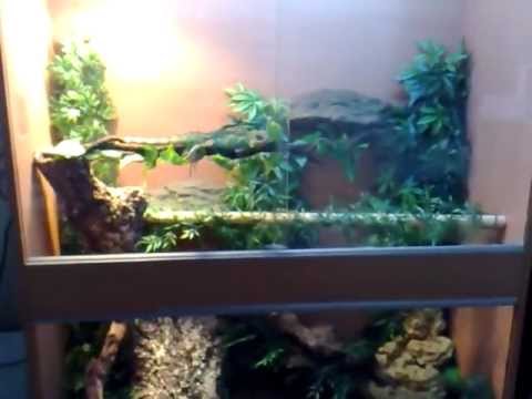 Update on my Chinese Water Dragon Setup