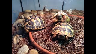 Želví časosběr - Tortoise timelapse