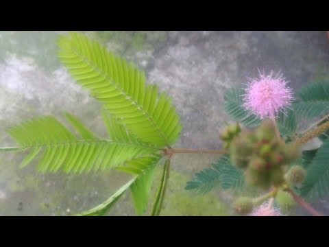 Küstüm Çiçeği Videoları ( Dokununca Küsen Çiçek )