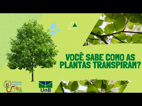 Vídeo: Por que as plantas transpiram?